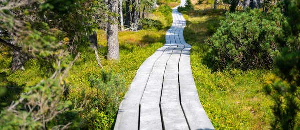 Slunečný den lesní procházky. Turistické dřevěné prkno stezka — Stock fotografie