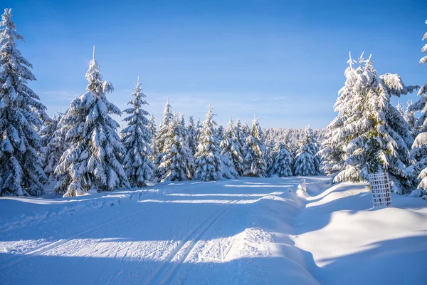 Běžkařská dráha na slunném zimním dni — Stock fotografie