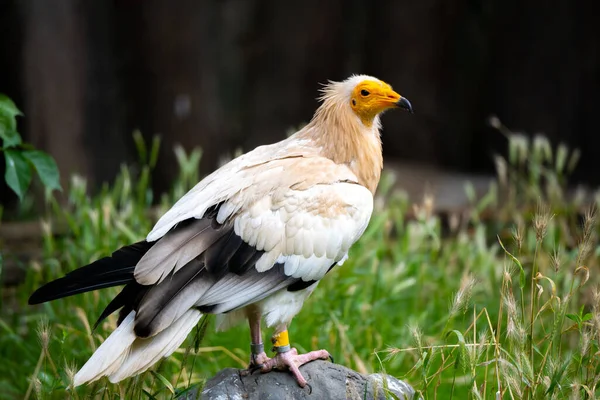 Egyptian vulture close-up profile view — Zdjęcie stockowe