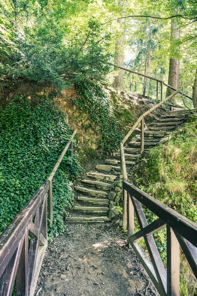 Narrow path and staircase in the forest — Stockfoto