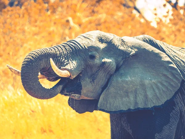 Thirsty african elephant at waterhole — Stock Photo, Image