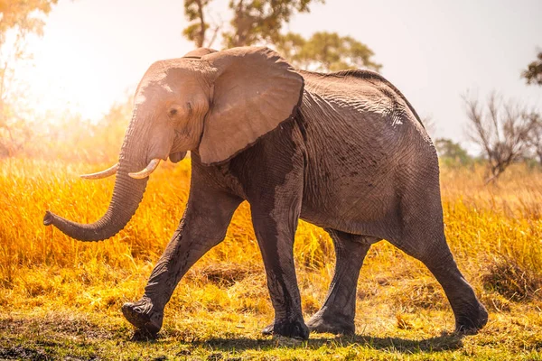 Elefante camina en la sabana — Foto de Stock