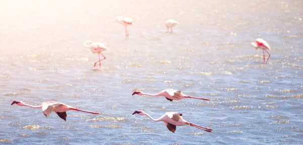 Flamingos im Flug auf blauem Wasserhintergrund — Stockfoto