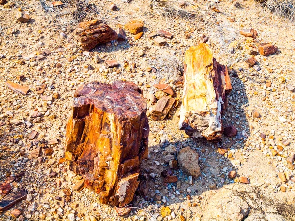 Un pezzo di legno pietrificato — Foto Stock