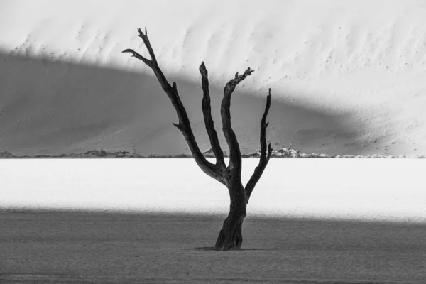Silhouette of dead camel thorn tree in Namib Desert — Stok fotoğraf