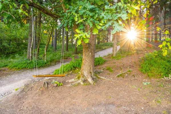 Abandoned Swing Hanging Old Oak Branch Forest Sunny Evening — Stock Photo, Image