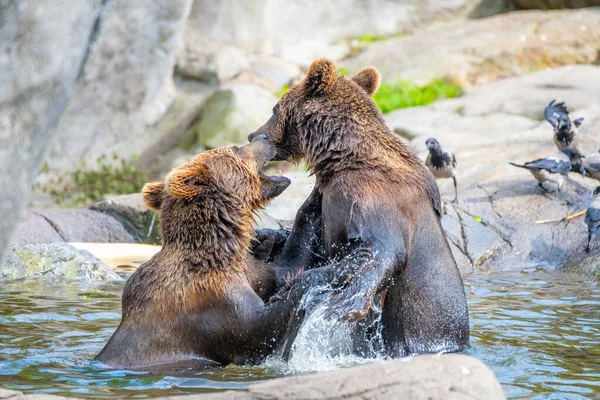 Dos Osos Pardos Peleando Cuenca Del Agua Zoológico Vida Silvestre — Foto de Stock