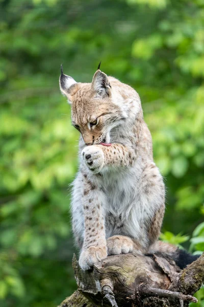 Eurasiatisk Lodjur Lynx Lodjur Vild Katt Naturlig Miljö — Stockfoto