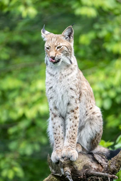 Eurasiatisk Lodjur Lynx Lodjur Vild Katt Naturlig Miljö — Stockfoto