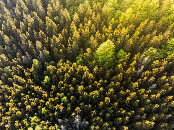 Зеленый Еловый Лес Солнечный Вечер Вид Воздуха Беспилотника — стоковое фото