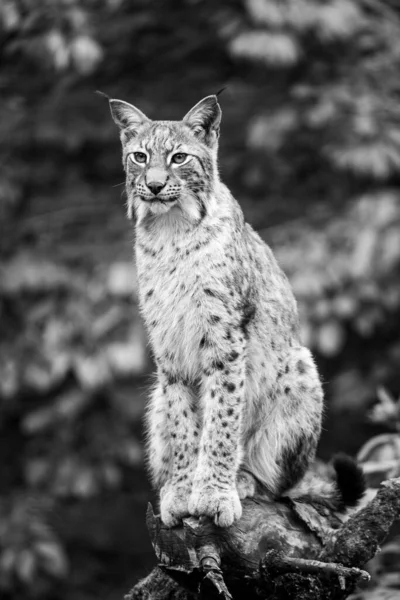 Avrasyalı Vaşak Lynx Vaşak Doğal Ortamdaki Vahşi Kedi Siyah Beyaz — Stok fotoğraf