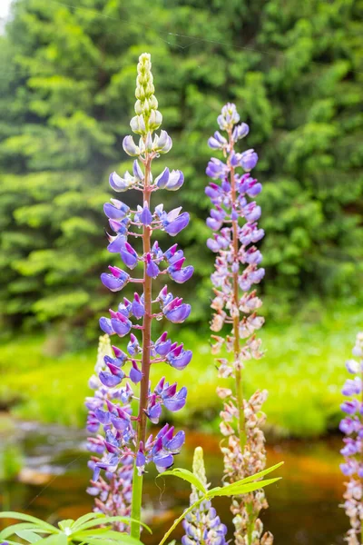 Синий Фиолетовый Цветок Волчанка Известный Люпин Люпин Bluebonnet — стоковое фото