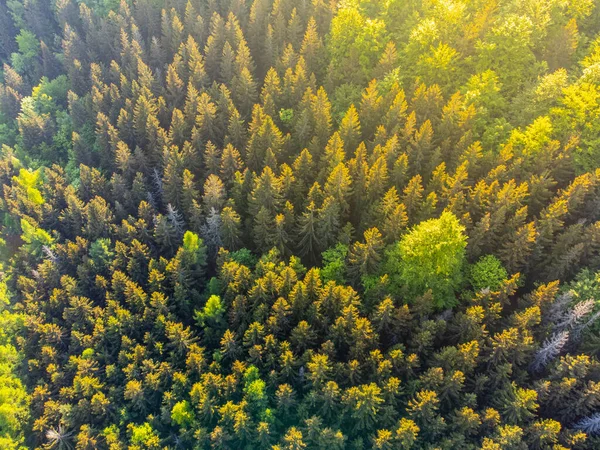 晴れた夜には緑のトウヒの森 ドローンからの空中風景 — ストック写真