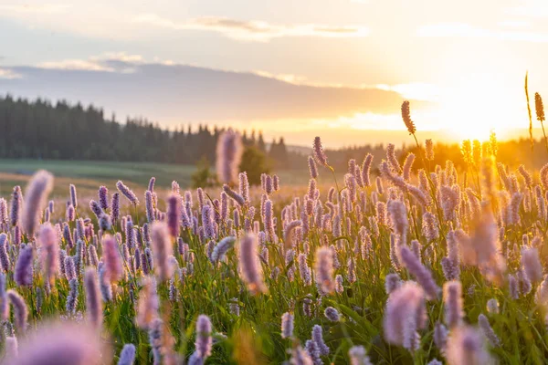 Sommerwiese Bei Sonnenuntergang Nachmittagssonne Über Ländlicher Naturlandschaft Mit Rosa Bistroblumen — Stockfoto