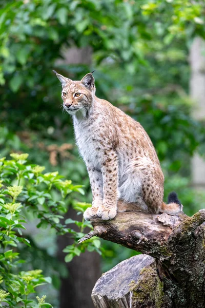 Eurasiatisk Lodjur Lynx Lodjur Vild Katt Naturlig Miljö — Stockfoto