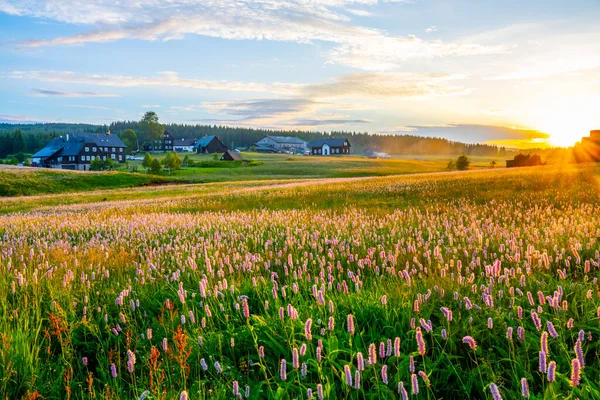 Summer Meadow Sunset Time Afternoon Sunshine Rural Natural Landscape Pink — Zdjęcie stockowe