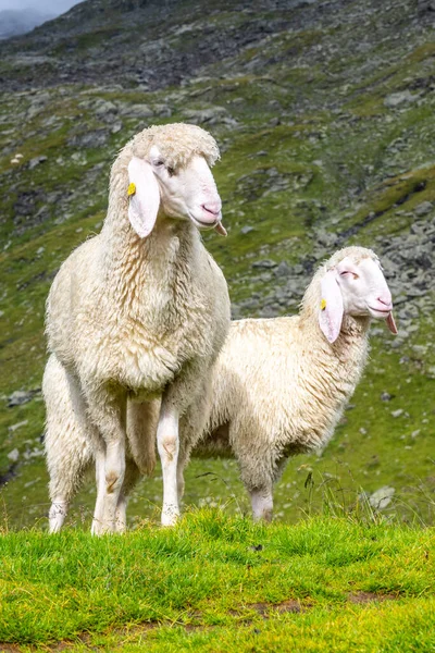 Cute White Alpine Sheeps Mountain Pasture — Foto de Stock