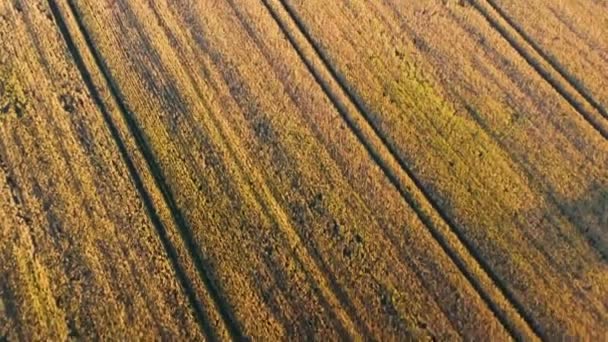 Gyllene Sädesfält Med Traktorspår Detaljerade Bilder Från Drönare — Stockvideo