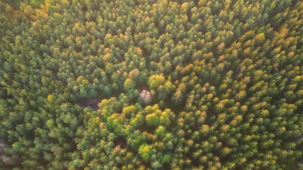Abstieg Den Nadelwald Natürliche Umgebung Sonnigen Abend Luftaufnahmen Von Drohnenflügen — Stockvideo