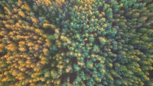 Ανάβαση Από Κωνοφόρα Δάση Φυσικό Περιβάλλον Ηλιόλουστη Βραδιά Αεροπλάνο Από — Αρχείο Βίντεο