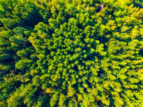 Bosque Abeto Verde Tarde Soleada Vista Aérea Desde Dron —  Fotos de Stock