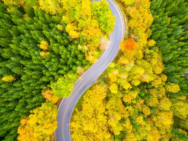 Vindlande Skog Asfalterad Väg Färgglada Höstdag Serpentin Naturlandskap Flygfoto Från — Stockfoto