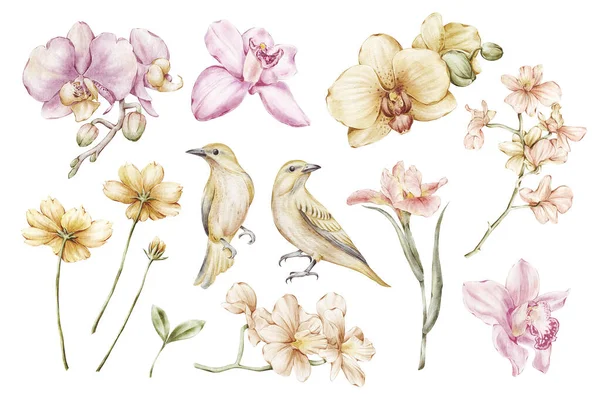 Υδατογραφία Ορχιδέα Λουλούδι Και Συλλογή Πουλιών Για Προσκλήσεις Ντους Μωρών — Φωτογραφία Αρχείου