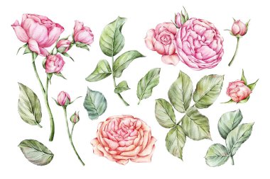 Suluboya Güller Koleksiyonu, düğün davetiyeleri için dekoratif unsurlar, bebek duşları, tebrik kartları, duvar resimleri, posterler, çıkartmalar, logo, alıntılar