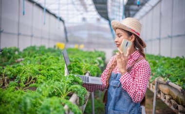 Portre Asyalı çiftçiler, hidrofonik akıllı çiftlikteki taze organik sebzeleri kontrol ederek, ticaretle ve sağlıklı temiz gıda konseptiyle tarım üreterek poz veriyorlar..