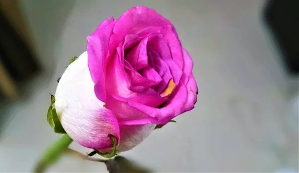 Krásná Růžová Růže Stopkou Listy Které Začínají Vadnout Přirozený Pohled — Stock fotografie