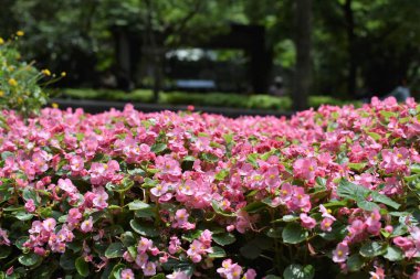 Güneşli bir günde bir parkta çiçek açmış güzel pembe çiçeklerden oluşan bir duvar. Boşluğu kopyala