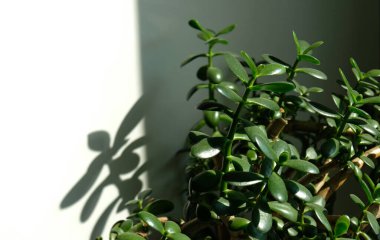 Crassula Ovata yapraklarının (yeşim taşı bitkisi) yakın çekimi, aynı zamanda Şanslı Para Ağacı bitkisi olarak da bilinir. Seçici odaklanma. Çiçek açan bitkiler. Lezzetli. Beyaz arka planda güneş ışığı ve gölgeler. Boşluğu kopyala.