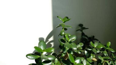 Crassula Ovata yapraklarının (yeşim taşı bitkisi) yakın çekimi, aynı zamanda Şanslı Para Ağacı bitkisi olarak da bilinir. Seçici odaklanma. Çiçek açan bitkiler. Lezzetli. Beyaz arka planda güneş ışığı ve gölgeler. Boşluğu kopyala.