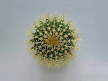 Renkli pastel arka planda geniş dikenli yeşil bir kaktüsün üst görüntüsü. Altın Fıçı Kaktüsü, Echinocactus Grusonii Bitkisi. Yakın plan, kopyalama alanı.