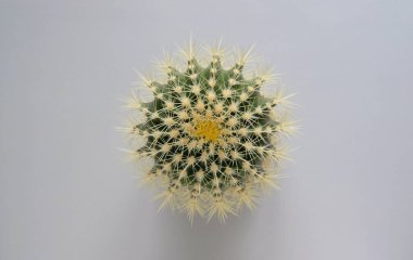 Renkli pastel arka planda geniş dikenli yeşil bir kaktüsün üst görüntüsü. Altın Fıçı Kaktüsü, Echinocactus Grusonii Bitkisi. Yakın plan, kopyalama alanı.