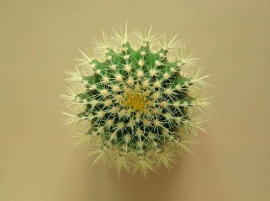 Renkli pastel arka planda geniş dikenli yeşil bir kaktüsün üst görüntüsü. Altın Fıçı Kaktüsü, Echinocactus Grusonii Bitkisi. Yakın plan, kopyalama alanı.