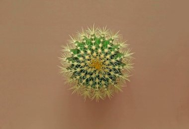 Renkli pastel arka planda geniş dikenli yeşil bir kaktüsün üst görüntüsü. Altın Fıçı Kaktüsü, Echinocactus Grusonii Bitkisi. Yakın plan, kopyalama alanı.