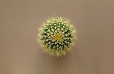 Renkli pastel arka planda geniş dikenli yeşil bir kaktüsün üst görüntüsü. Altın Fıçı Kaktüsü, Echinocactus Grusonii Bitkisi. Yakın plan, kopyalama alanı.