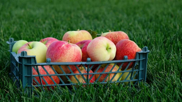 Red Yellow Apples Plastic Crate Green Grass Harvesting Fruit Garden — Stock Photo, Image