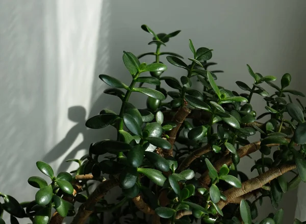 Crassula Ovata yapraklarının (yeşim taşı bitkisi) yakın çekimi, aynı zamanda Şanslı Para Ağacı bitkisi olarak da bilinir. Seçici odaklanma. Çiçek açan bitkiler. Lezzetli. Beyaz arka planda güneş ışığı ve gölgeler. Boşluğu kopyala.