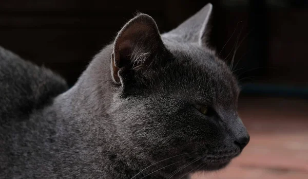Nahaufnahme Porträt Einer Grauen Katze Mit Gelben Augen Die Katze — Stockfoto