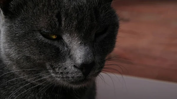 黄色の目で灰色の猫のクローズアップ肖像画 猫はうとうとしている 目はJar 黄色い目をした灰色の猫の銃口 長い黒い口ひげ 灰色の鼻 選択的焦点 — ストック写真
