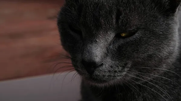 Närbild Porträtt Grå Katt Med Gula Ögon Katten Sover Ögonen — Stockfoto