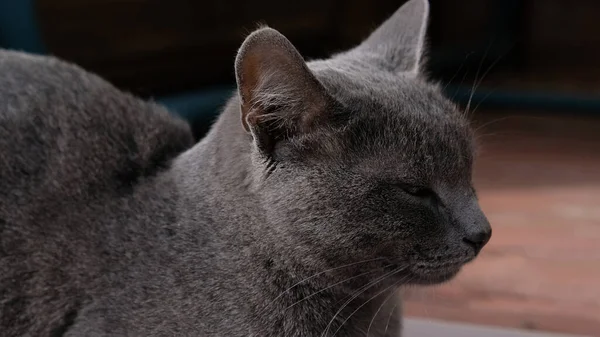 Retrato Close Gato Cinza Com Olhos Amarelos Gato Está Dormir — Fotografia de Stock