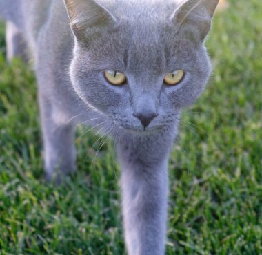 Gri tüylü kedi yeşil çimlerin üzerinde yürüyor. Sarı gözlü, uzun beyaz bıyıklı, gri burunlu ve parlak ceketli bir kedinin yakın plan ağızlığı. Veteriner kliniği konsepti. Seçici odak.