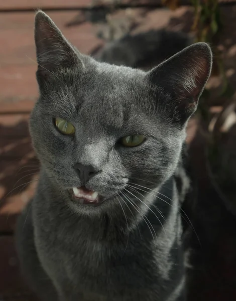 Close Muzzle Gray Cat Yellow Eyes Long Black Mustache Gray — Stock Photo, Image