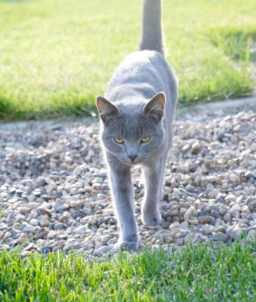 Gray fluffy cat is walking on the green grass. Close-up muzzle of cat with yellow-green eyes, a long white mustache, gray nose and shiny coat. Concept for veterinary clinic. Selective focus.