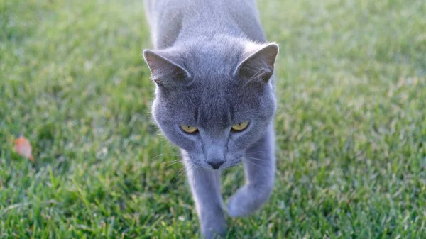 Gray Fluffy Cat Walking Green Grass Close Muzzle Cat Yellow — Stock Photo, Image