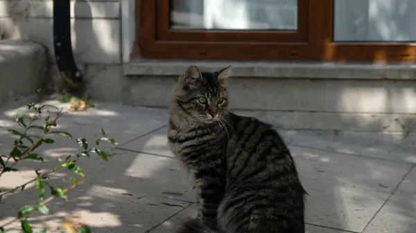 Gris tabby esponjoso gato se sienta en la calle. El gato mira hacia otro lado. El hocico de un gato tabby con ojos amarillo-verdes, un bigote largo y blanco, una nariz rosada y un abrigo brillante. Concepto para clínica veterinaria. — Foto de Stock