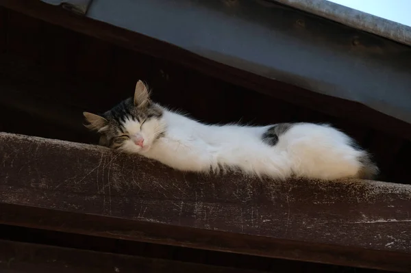 Das weiße, flauschige Kätzchen liegt und schläft auf einem Holzbrett unter dem Dach. Selektiver Fokus. Ernste Pretty Cat auf der Straße Altstadt in Istanbul, Türkei. Obdachlose süße Katze. — Stockfoto